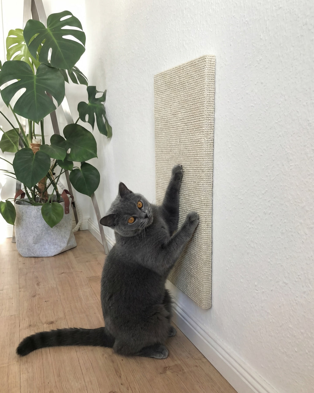 PurrPanel